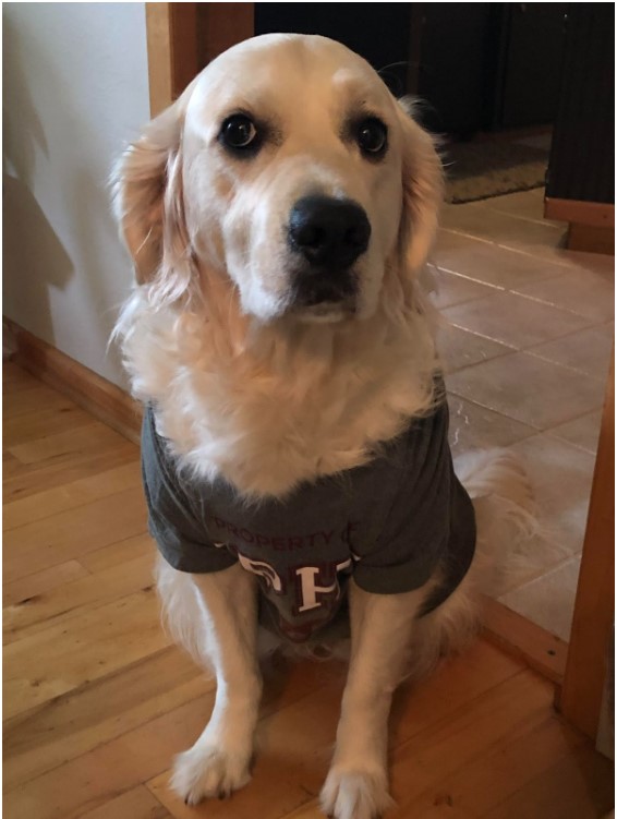 Maggie, DPHS therapy dog, brings joy to students